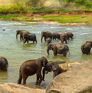 Pinnawala Elephant Orphanage - Travel Sri Lanka