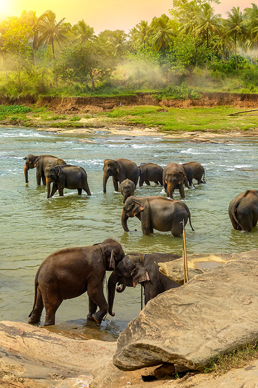 Sri Lankan Tour Guide - Elephant Orphanage Pinnawala