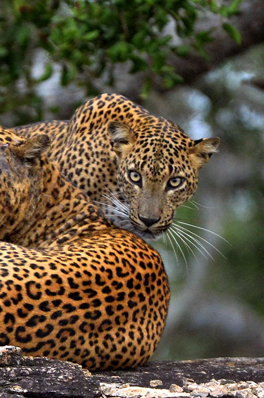 Sri Lankan Tour Guide - Wilpattu - Wildlife