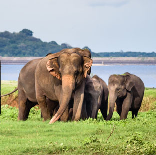 Wild Life Sri Lanka