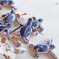 Kosgoda-Turtle-Hatchery-gallery-