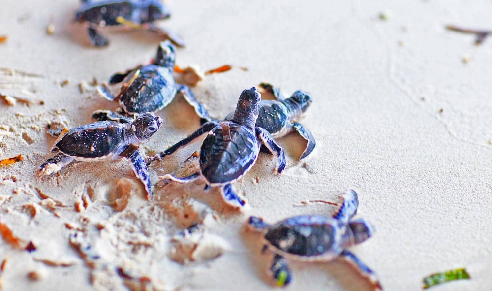 Kosgoda-Turtle-Hatchery-gallery-