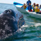 Whale Watching in Mirissa