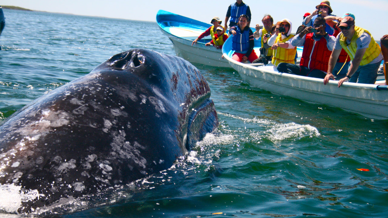 Whale Watching in Mirissa