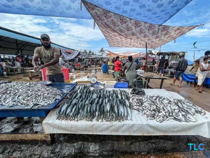 Negombo Fishing Village