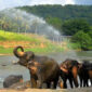 Pinnawala Elephant Orphanage