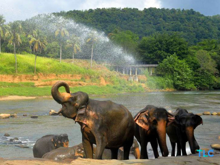 Pinnawala Elephant Orphanage